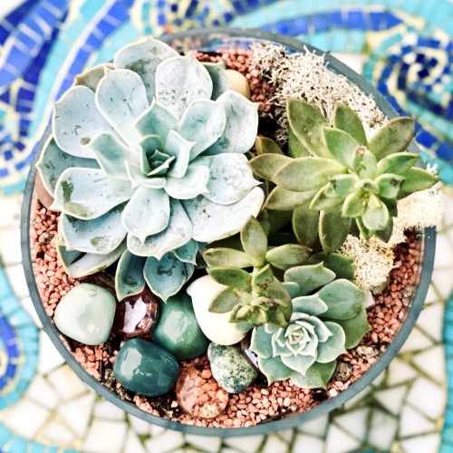 glass-plant-optimized