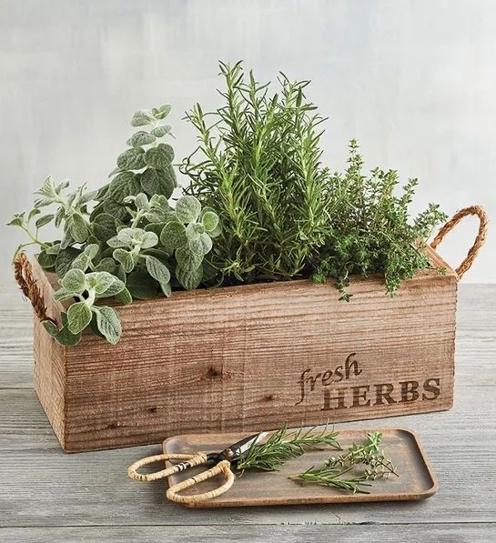 herb-garden (2)
